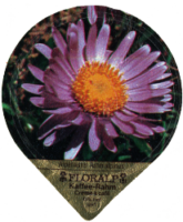 FLORALP ALPENBLUMEN 40 02