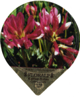 FLORALP ALPENBLUMEN 40 04