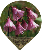 FLORALP ALPENBLUMEN 40 06