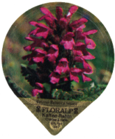 FLORALP ALPENBLUMEN 40 07