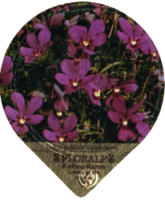 FLORALP ALPENBLUMEN 40 09
