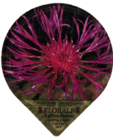 FLORALP ALPENBLUMEN 40 13