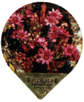 FLORALP ALPENBLUMEN 40 20