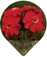 FLORALP ALPENBLUMEN 40 22