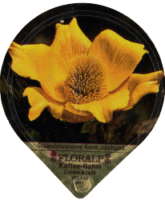 FLORALP ALPENBLUMEN 40 25