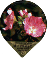 FLORALP ALPENBLUMEN 40 26