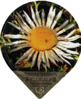 FLORALP ALPENBLUMEN 40 27