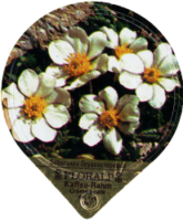 FLORALP ALPENBLUMEN 40 28