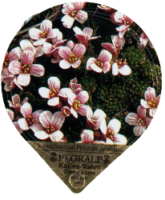 FLORALP ALPENBLUMEN 40 29
