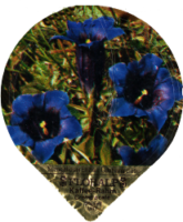 FLORALP ALPENBLUMEN 40 30