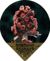 FLORALP HEILPFLANZEN 76 A 17