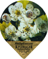 FLORALP HEILPFLANZEN 76 A 24