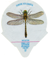 INSEKTEN 12